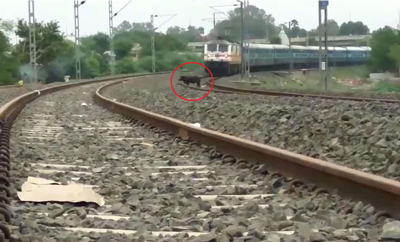 鐵路軌道異物入侵.jpg 鐵路軌道異物入侵.jpg